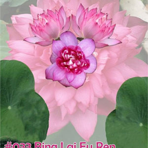 Lotus 'Bing Lai Fu Ren'