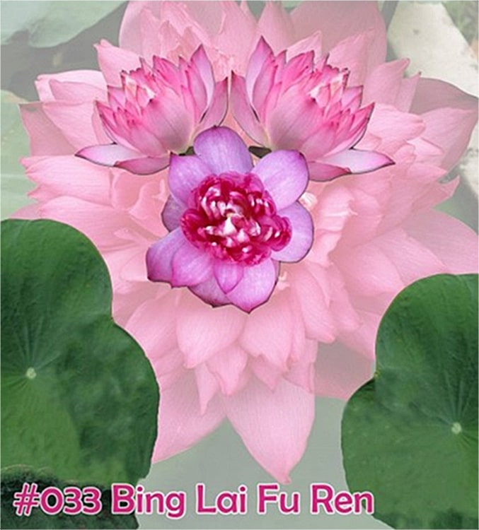 Lotus 'Bing Lai Fu Ren'