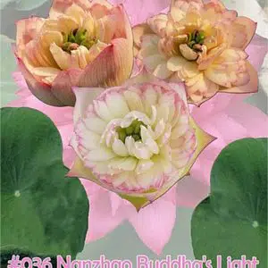 Lotus 'Nanzhao Buddha's light'
