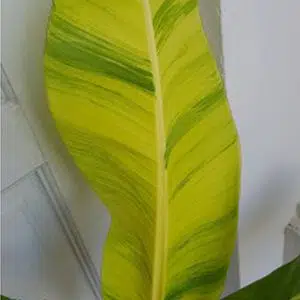 Musa Papua Yellow leaf variegated banana for sale