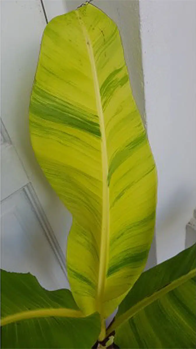 Musa Papua Yellow leaf variegated banana for sale