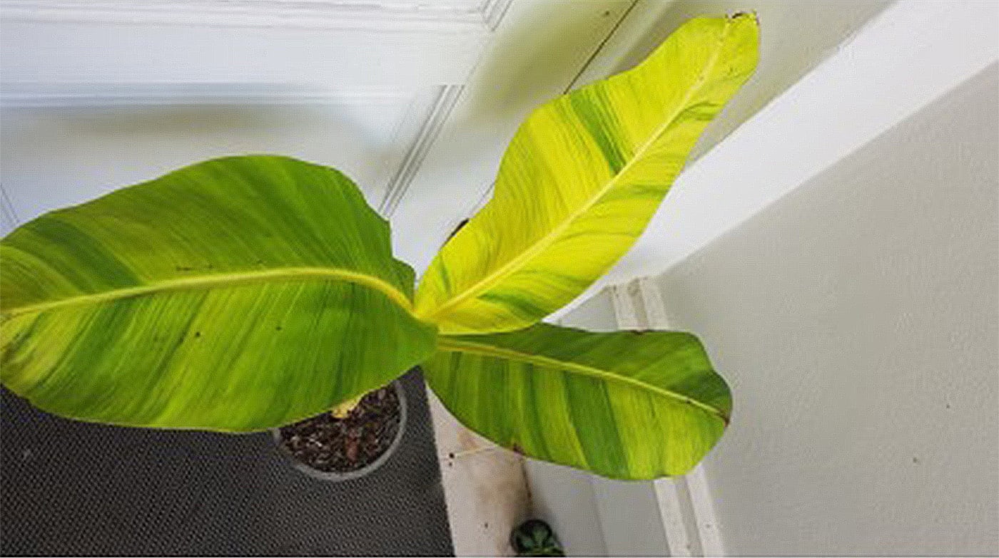 Musa Papua Yellow leaf variegated banana buy online