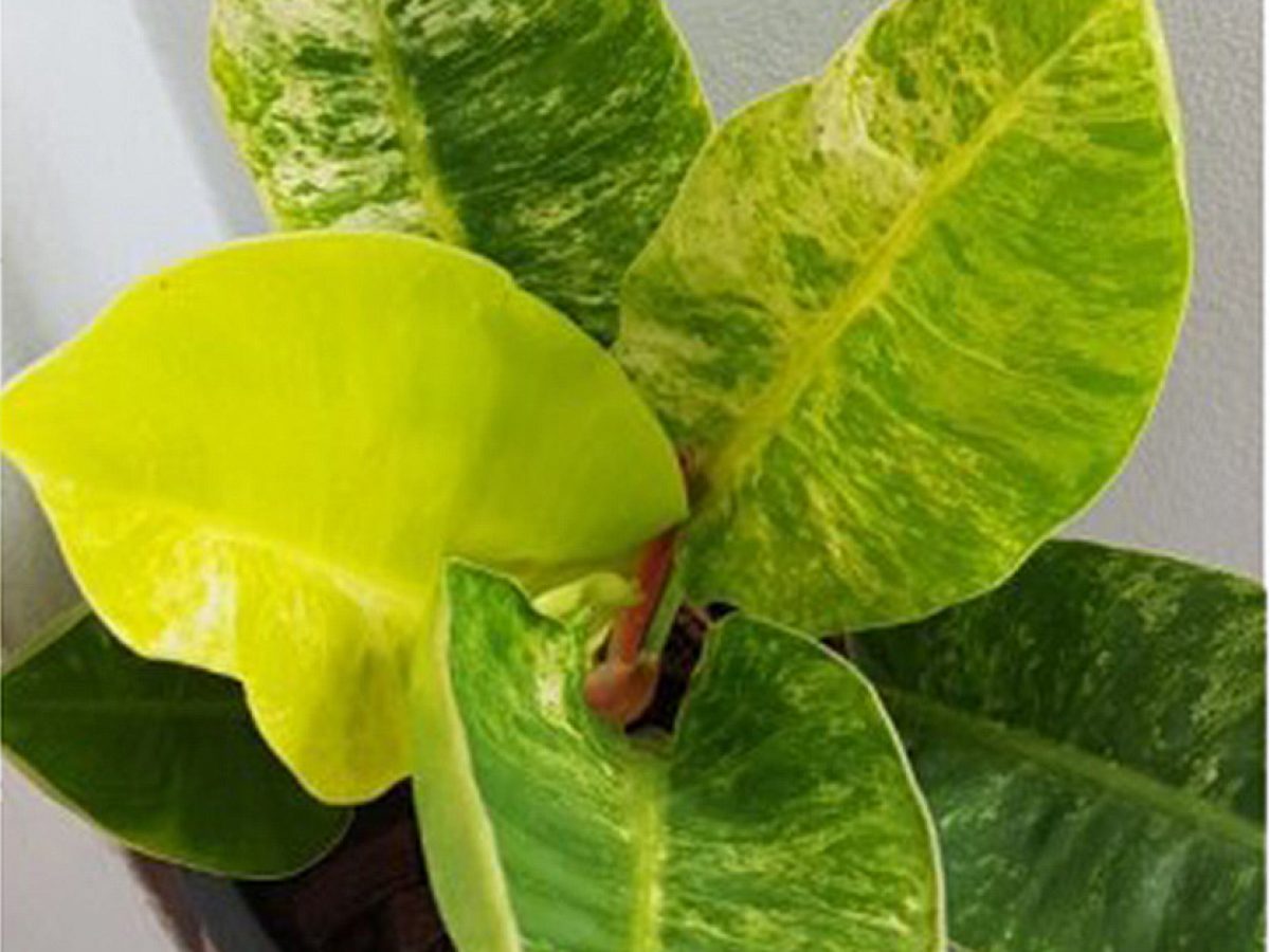 Philodendron 'Moonlight' variegated - Tropics @Home