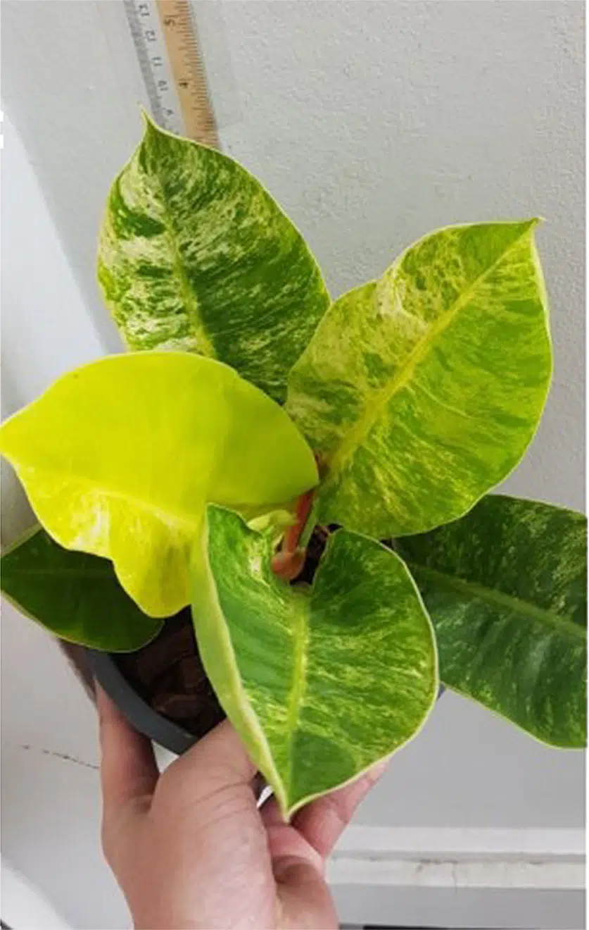 Philodendron 'Moonlight' variegated   Tropics Home
