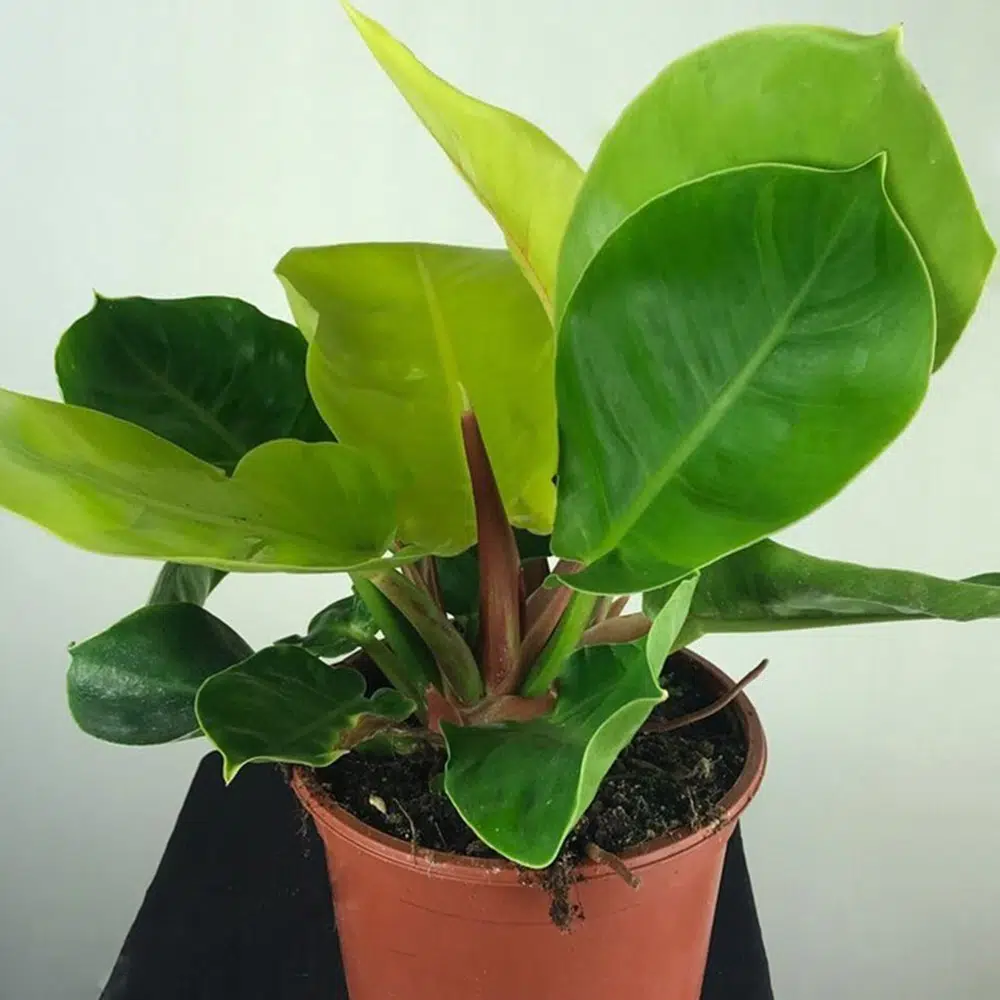Philodendron 'Moonlight'   Tropics Home