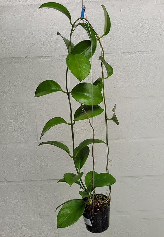 Hoya bicknellii large plant for sale