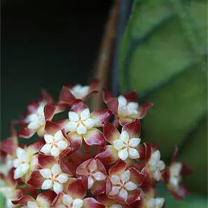 Hoya callistophylla apocynaceae