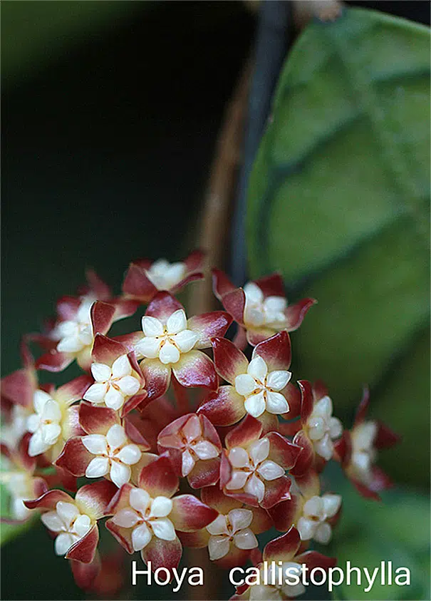 Hoya callistophylla apocynaceae