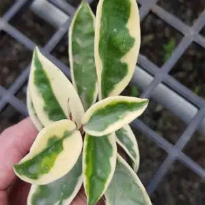 Hoya carnosa 'Suzie' variegata