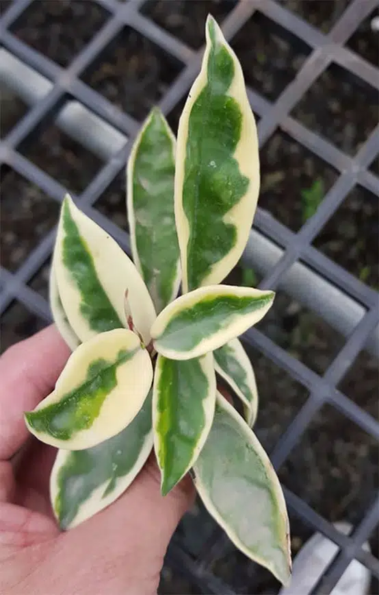 Hoya carnosa 'Suzie' variegata
