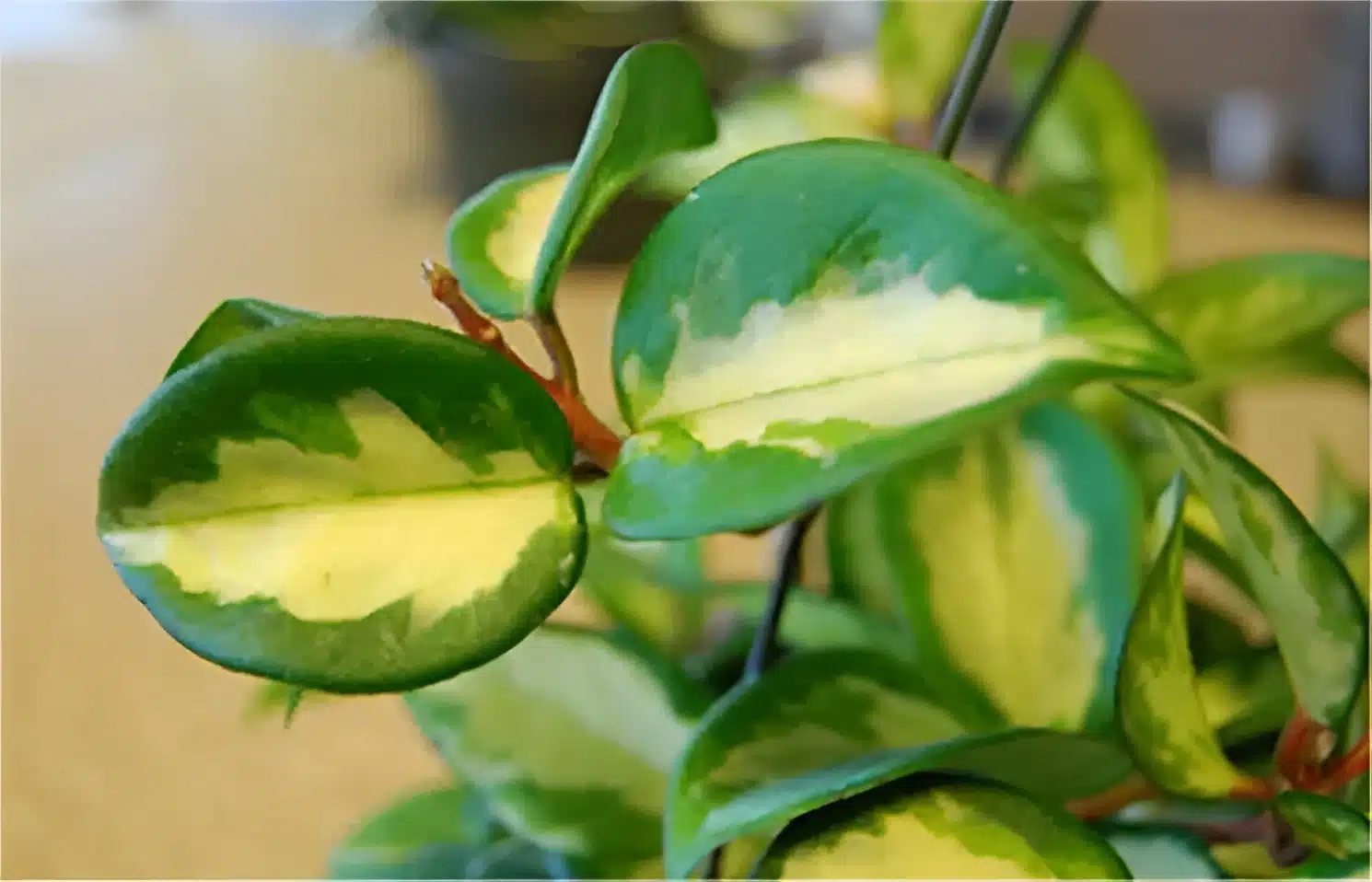 Hoya carnosa variegata for sale