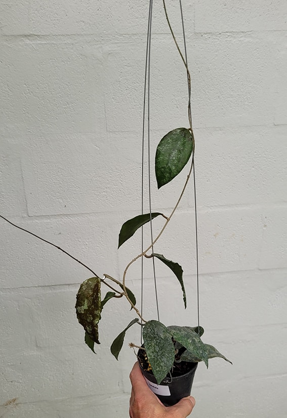 Hoya caudata large plant for sale