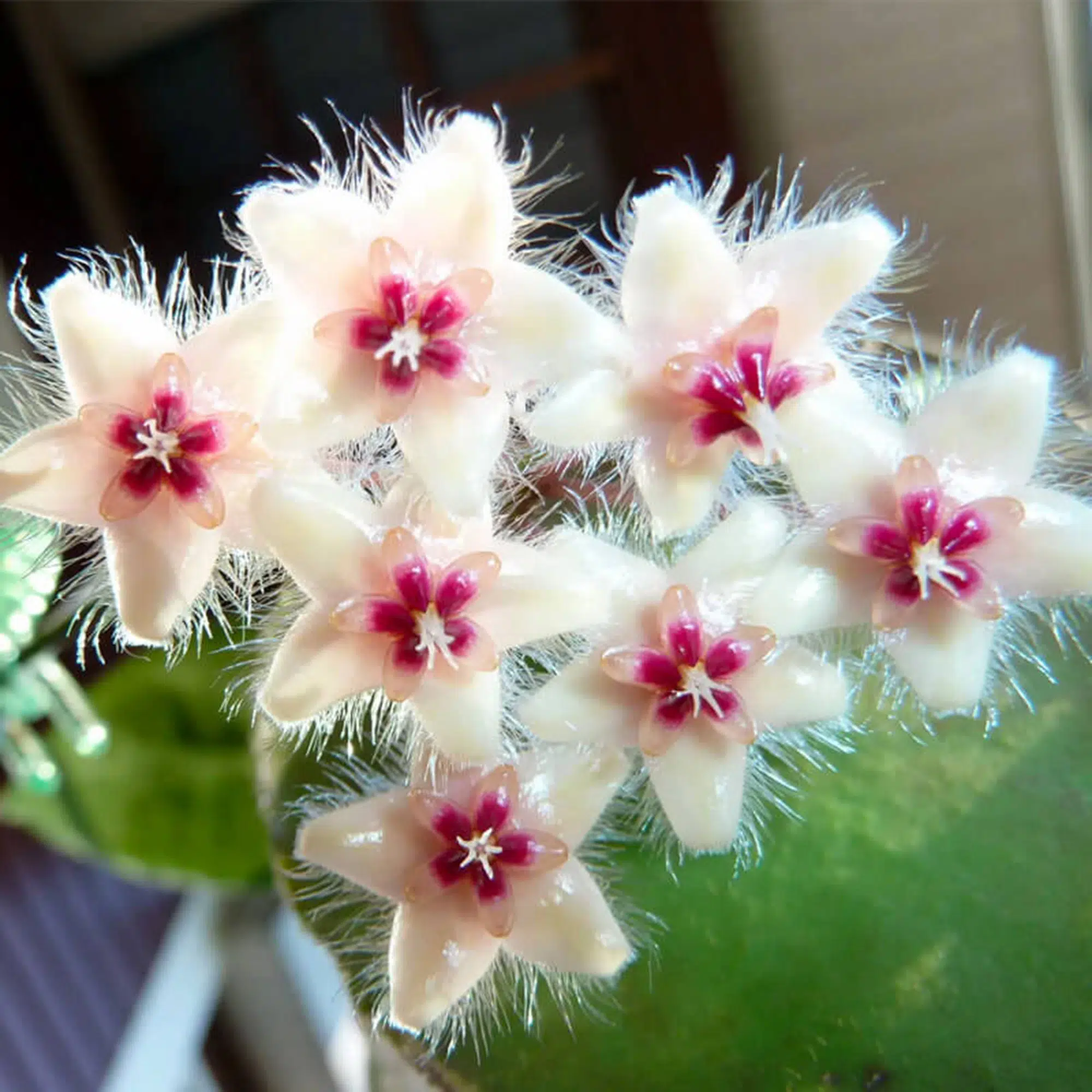 Hoya caudata flowers