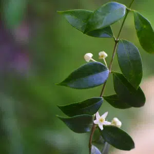 Hoya cembra (odorata)