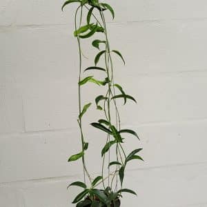 Hoya chlorantha large plant