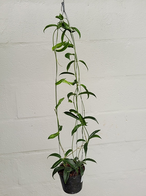 Hoya chlorantha large plant