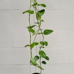 Hoya ciliata large plant for sale
