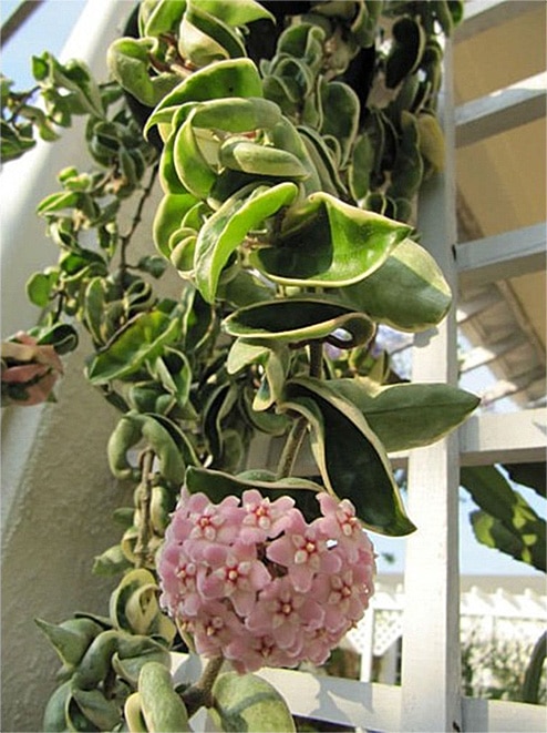 Hoya compacta 'Hindu rope' albomarginata