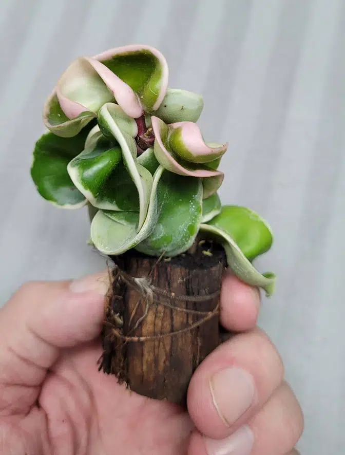 Hoya compacta albomarginata rooted cutting