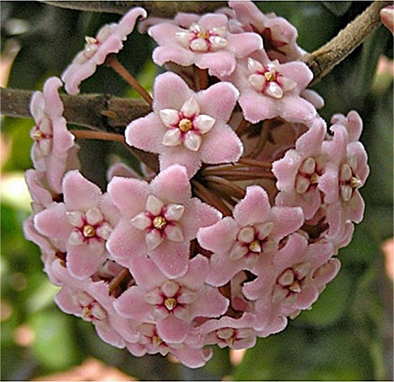 Hoya compacta 'Hindu rope' variegated