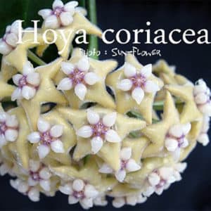 Hoya coriacea flowers