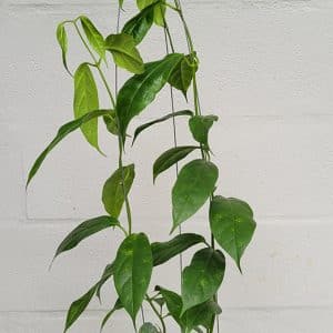 Hoya coriacea large plant