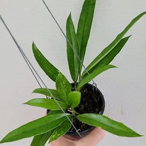 Hoya griffithii large plant