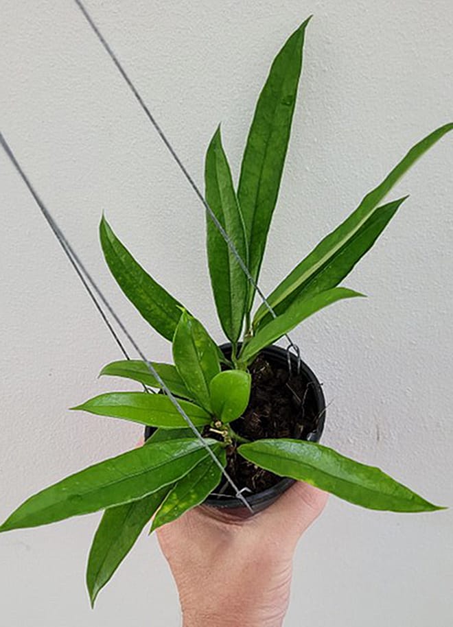 Hoya griffithii large plant
