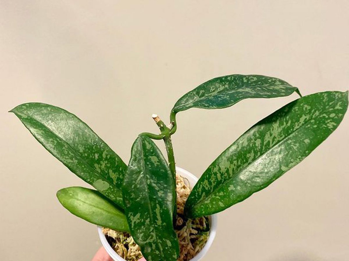 Hoya griffithii 'Silver' - rooted cutting - Tropics @Home