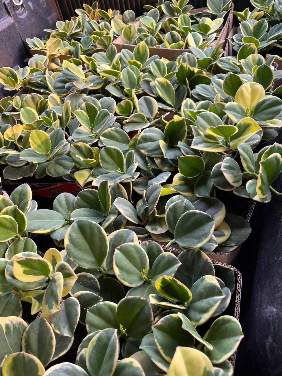 Hoya pachyclada variegata online