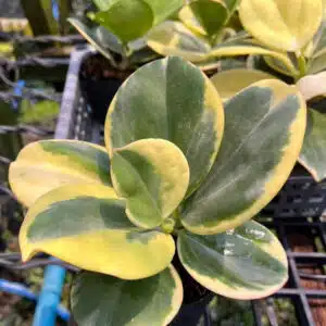 Hoya pachyclada variegated in online store