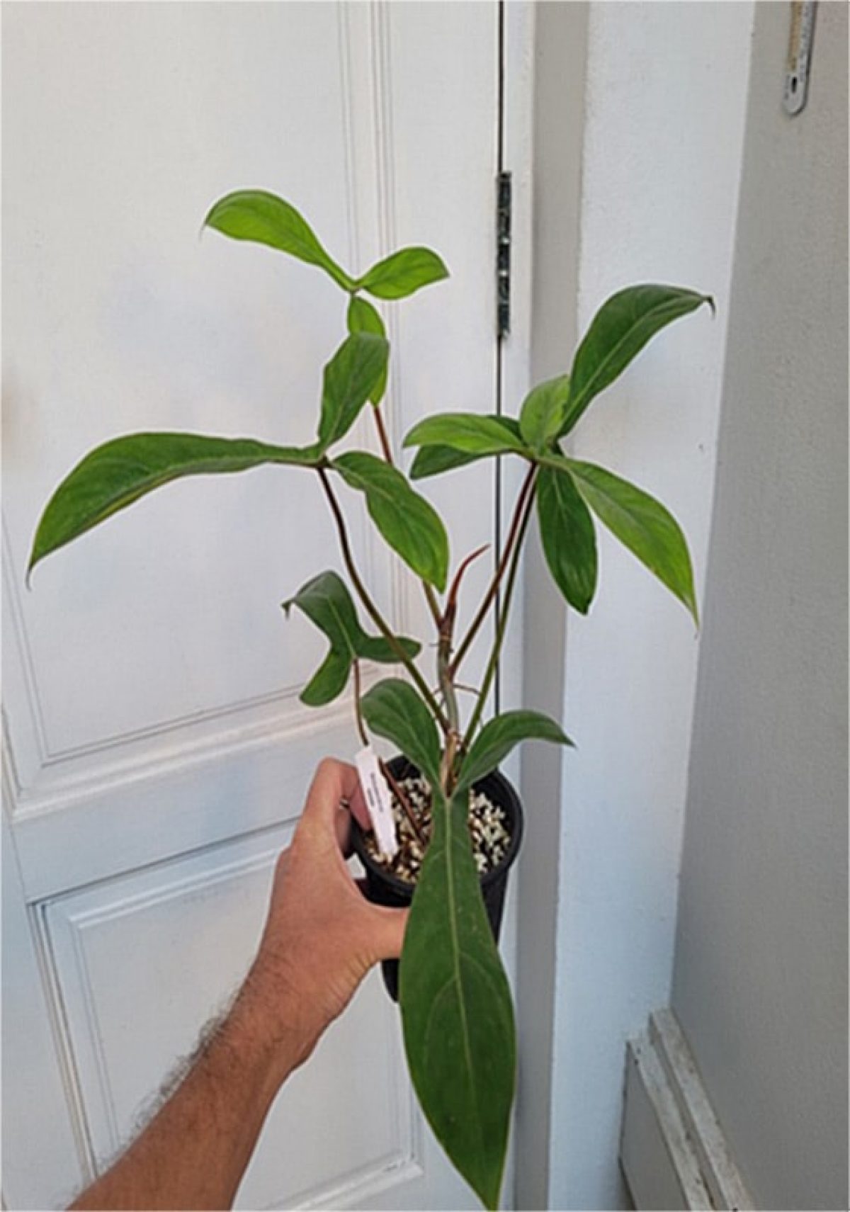 Rare Philodendron Plants Online Shop - Page 2 of 3 - Tropics @Home