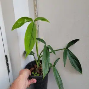 Philodendron tripartitum