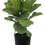 Ficus Plants Online Shop