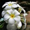 White Plumeria (Frangipani)