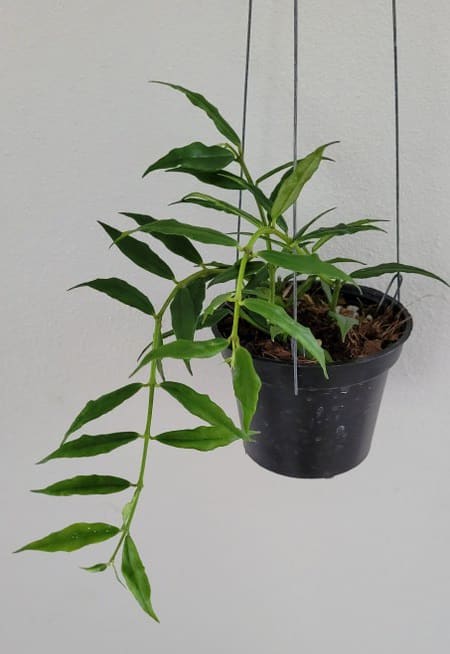 Hoya bella paxtonii large plant for sale