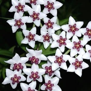 Hoya bella paxtonii flowering