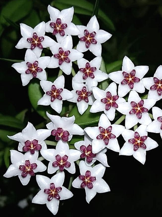Hoya bella paxtonii flowering
