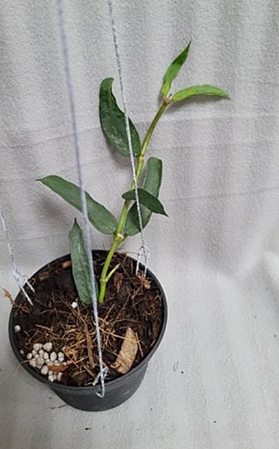 Hoya burmanica large plant for sale