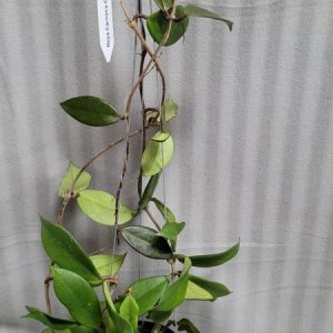 Hoya carnosa gammal large plant