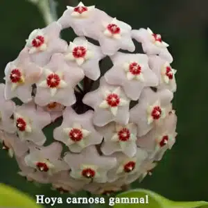 Buy Hoya carnosa gammal large plant online