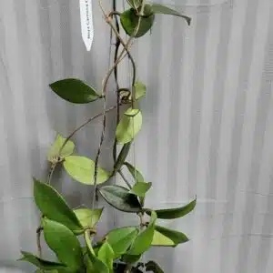 Hoya carnosa gammal large plant for sale