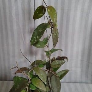 Hoya caudata 'Sumatra' for sale