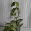 Hoya caudata 'Sumatra' - Large plant for sale
