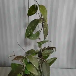 Hoya caudata 'Sumatra' - Large plant for sale