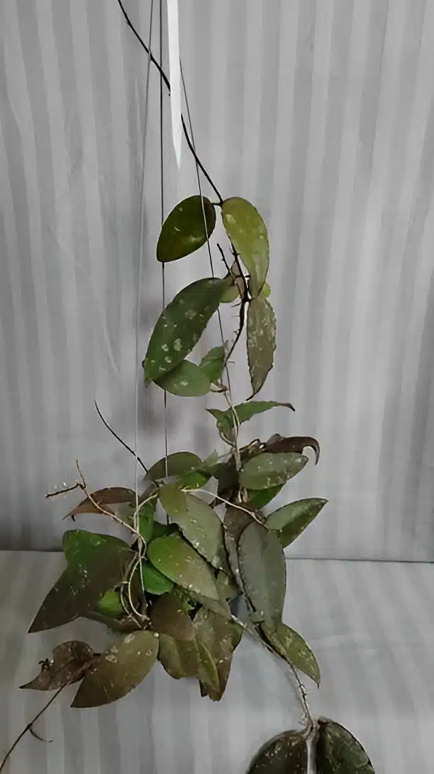 Hoya caudata 'Sumatra' - Large plant (LM) - Tropics @Home