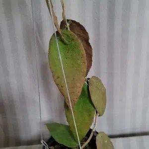 Hoya caudata large green leaves