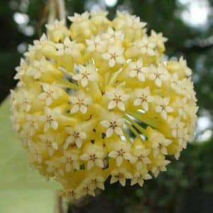 Hoya cv. 'Viola' flowers