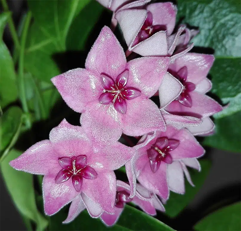 Hoya dennisii flowers