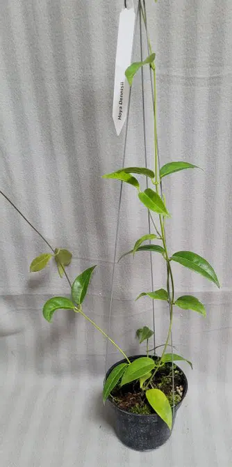 Hoya dennisii large plant for sale